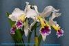 Cattleya Faerie Queene.